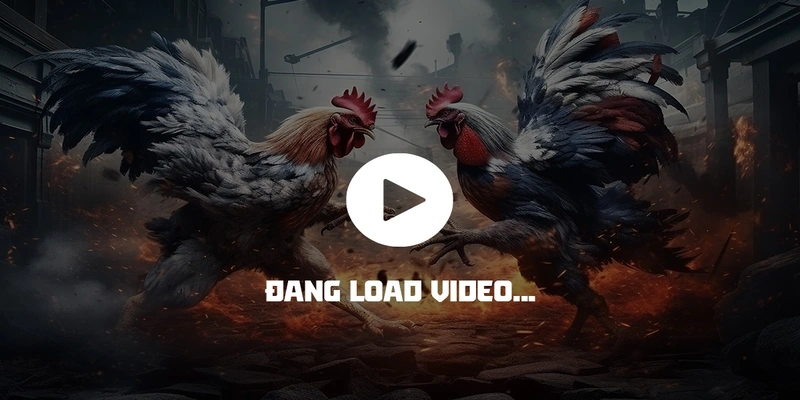 Đá gà casino mang đến lượng lớn trận thi đấu